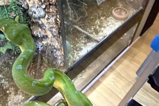 Morelia viridis pyton zielony, Śląskie, Częstochowa