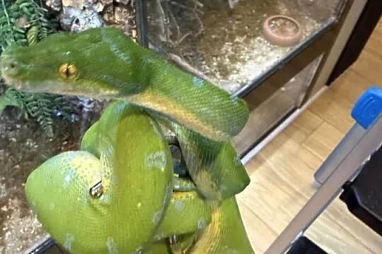 Morelia viridis pyton zielony, Śląskie, Częstochowa