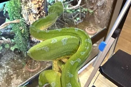 Morelia viridis pyton zielony, Śląskie, Częstochowa