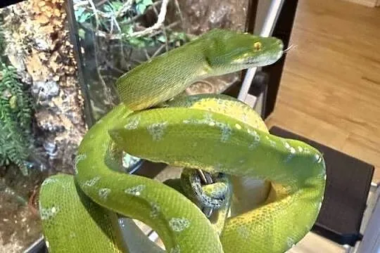 Morelia viridis pyton zielony, Śląskie, Częstochowa