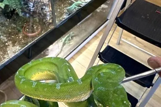 Morelia viridis pyton zielony, Śląskie, Częstochowa