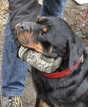 Roma łagodna kochana suczka w typie rottwailera sz
