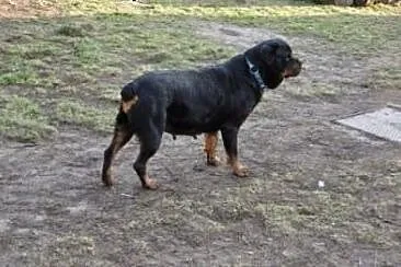 Roma łagodna kochana suczka w typie rottwailera sz