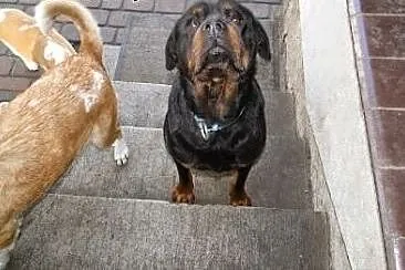 Roma łagodna kochana suczka w typie rottwailera sz