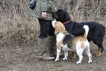 Roma łagodna kochana suczka w typie rottwailera sz