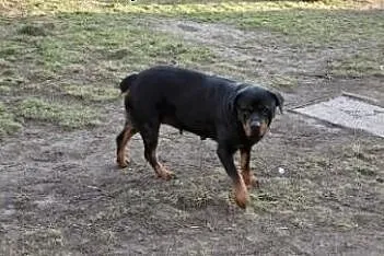 Roma łagodna kochana suczka w typie rottwailera sz