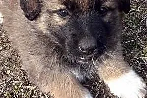 TOFFIE- słodki szczeniak do adopcji ,  dolnośląski