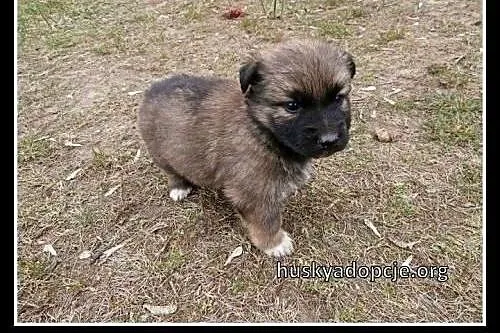 TOFFIE- słodki szczeniak do adopcji ,  dolnośląski