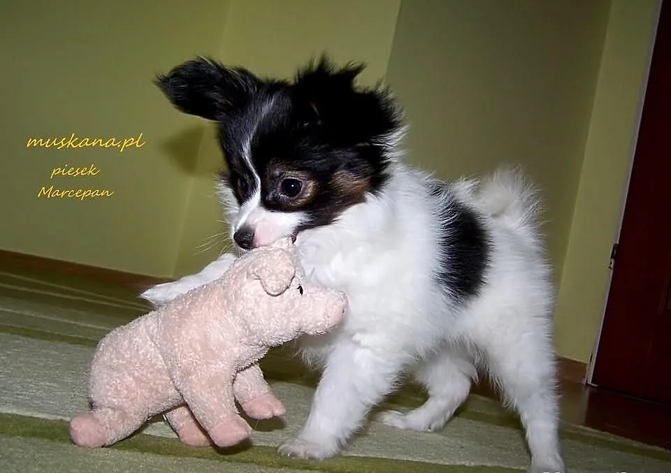PAPILLON - Spaniel Kontynentalny - Pieski - Metryk
