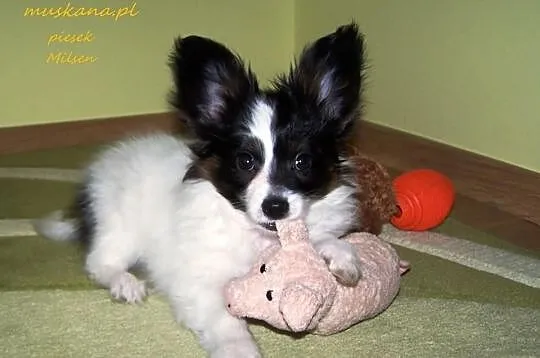 PAPILLON - Spaniel Kontynentalny - Pieski - Metryk