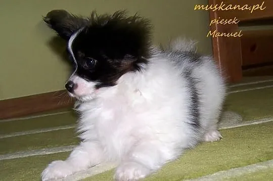 PAPILLON - Spaniel Kontynentalny - Pieski - Metryk