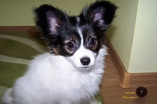 PAPILLON - Spaniel Kontynentalny - Pieski - Metryk