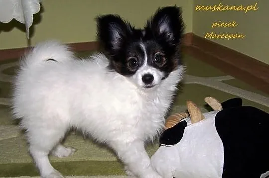 PAPILLON - Spaniel Kontynentalny - Pieski - Metryk