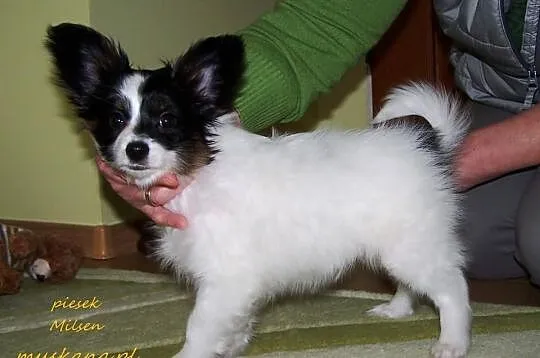 PAPILLON - Spaniel Kontynentalny - Pieski - Metryk