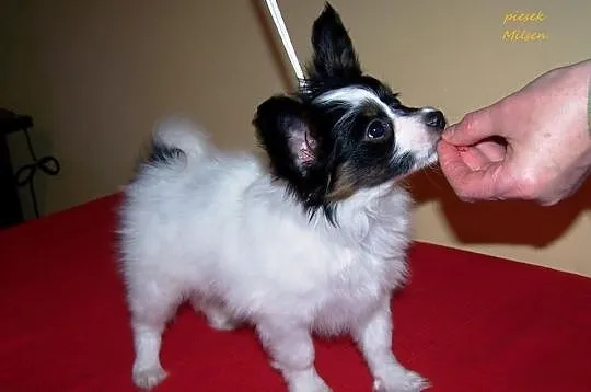 PAPILLON - Spaniel Kontynentalny - Pieski - Metryk