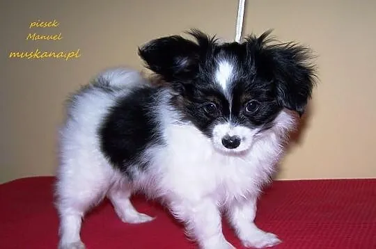 PAPILLON - Spaniel Kontynentalny - Pieski - Metryk