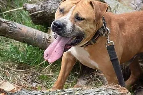Rudi,tak bardzo potrzebuje swojego człowieka.,  Am