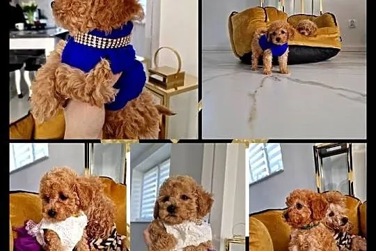 Pudelki toy do odbioru tatus FCI
