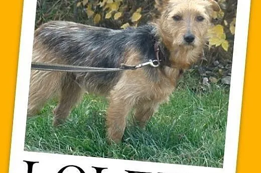 7 kg,spokojny,przyjazny terierek LOLEK,szczepiony.