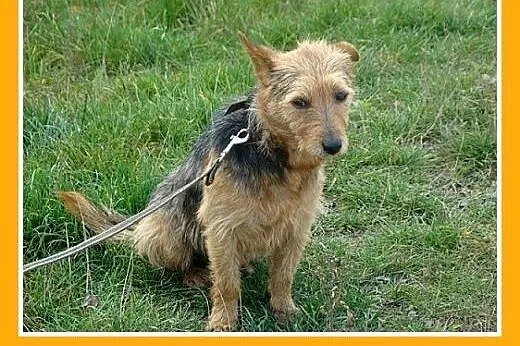 7 kg,spokojny,przyjazny terierek LOLEK,szczepiony.
