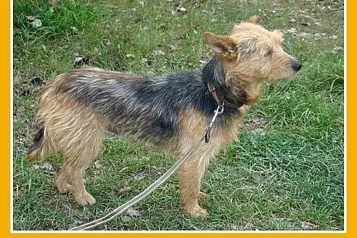 7 kg,spokojny,przyjazny terierek LOLEK,szczepiony.