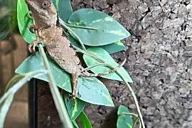 Agama górska capra