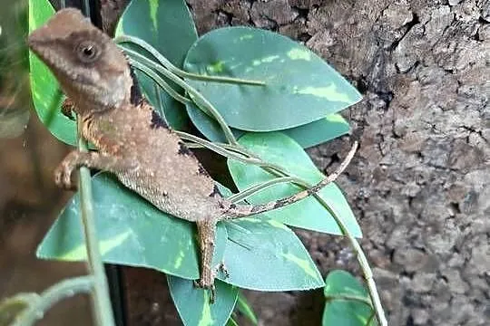 Agama górska capra, Dolnośląskie, Oława