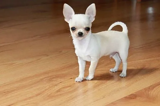 Chihuahua MINI krótkowłosy chłopiec ZKwP FCI