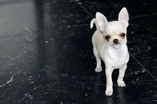 Chihuahua MINI krótkowłosy chłopiec ZKwP FCI, Zachodniopomorskie, Świnoujście