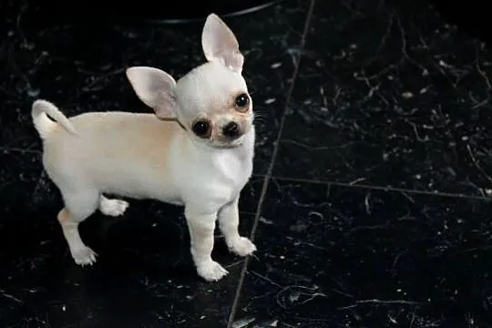 Chihuahua MINI krótkowłosy chłopiec ZKwP FCI, Zachodniopomorskie, Świnoujście
