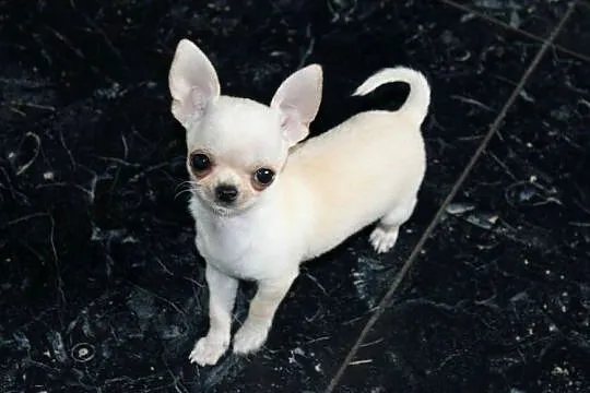 Chihuahua MINI krótkowłosy chłopiec ZKwP FCI, Zachodniopomorskie, Świnoujście