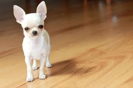 Chihuahua MINI krótkowłosy chłopiec ZKwP FCI, Zachodniopomorskie, Świnoujście