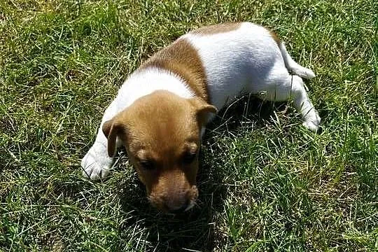 Szczeniaki Jack Russell terrier