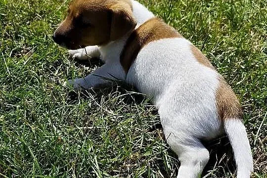 Szczeniaki Jack Russell terrier, Łódzkie, Marynki