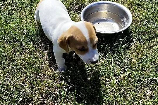 Szczeniaki Jack Russell terrier, Łódzkie, Marynki