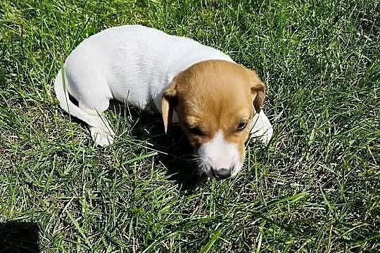 Szczeniaki Jack Russell terrier, Łódzkie, Marynki