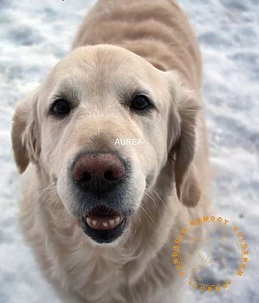 Golden Retriever MILO - poszukuje domu, mazowieck