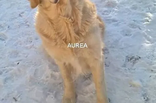 Golden Retriever MILO - poszukuje domu,  mazowieck