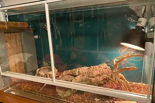 Terrarium z wyposażeniem, Lubelskie, Lublin