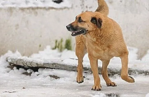 Ruda Aza - piękna ale całe życie bezdomna sunia ,