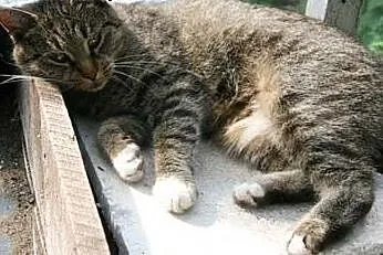 .Etain - tygryska bez ogonka szuka domu i miłości (Fundacja Agapeanimali),  wielkopolskie Poznań