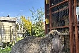 Samica Baran francuski z rodowodem
