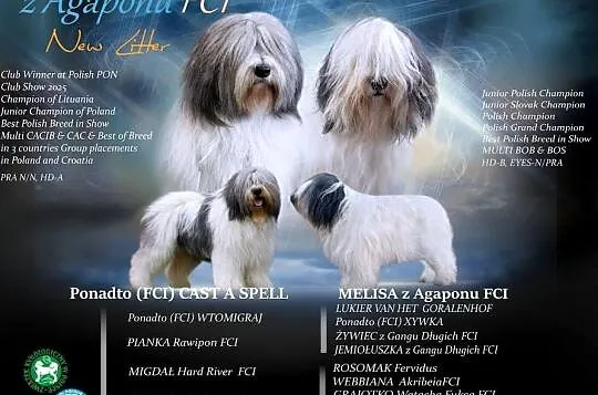Szczeniak Champion Polski Owczarek Nizinny Rodowód FCI, Mazowieckie, Chotomów