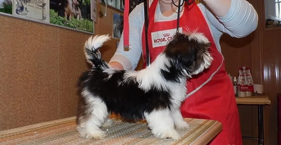 SHIH-TZU piesek ticolor, rodowód FCI ZKwP