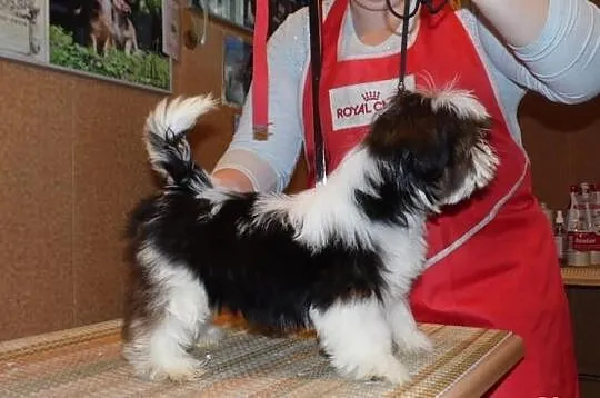 SHIH-TZU piesek ticolor, rodowód FCI ZKwP