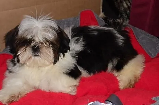 SHIH-TZU piesek ticolor, rodowód FCI ZKwP