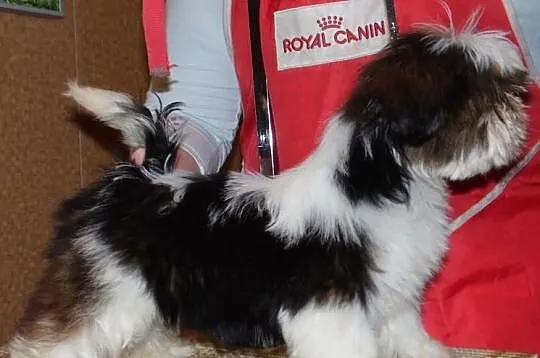 SHIH-TZU piesek ticolor, rodowód FCI ZKwP