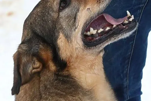 6 letni TOBI szuka domku, takiego na zawsze