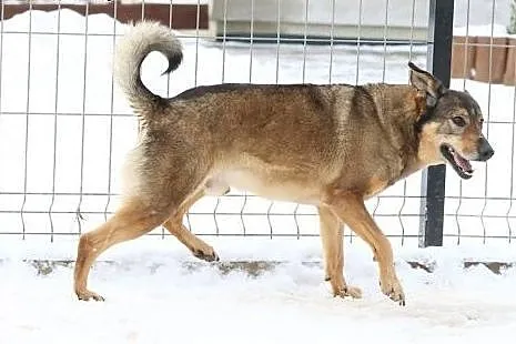6 letni TOBI szuka domku, takiego na zawsze