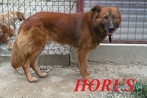 HORUS - piękny, dostojny rudzielec szuka kochającego domu.,  małopolskie Nowy Sącz
